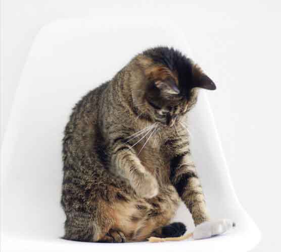 无感知升级的网页在线DDOS压力测试